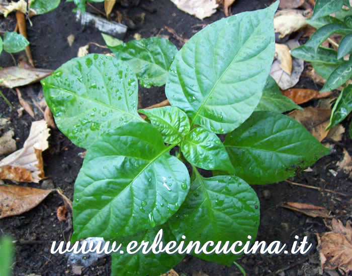 Pianta trapiantata di Habanero Long Chocolate / Habanero Long Chocolate, transplanted plant
