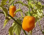 Habanero orange