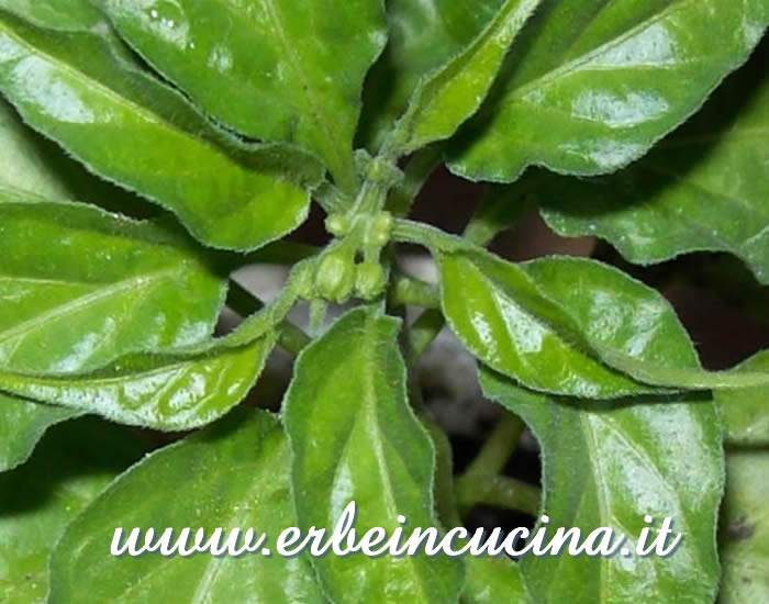 Primi boccioli di Habanero Orange / Habanero Orange, first buds