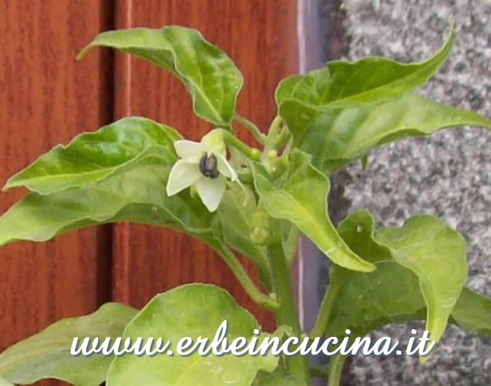 Primo fiore di Habanero Orange / Habanero Orange first flower