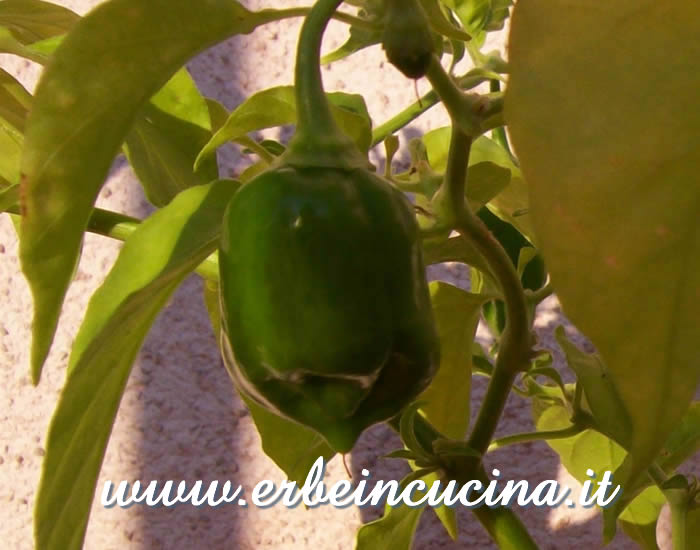 Peperoncino Habanero orange non ancora maturo / Unripe Habanero Orange chili pepper pod