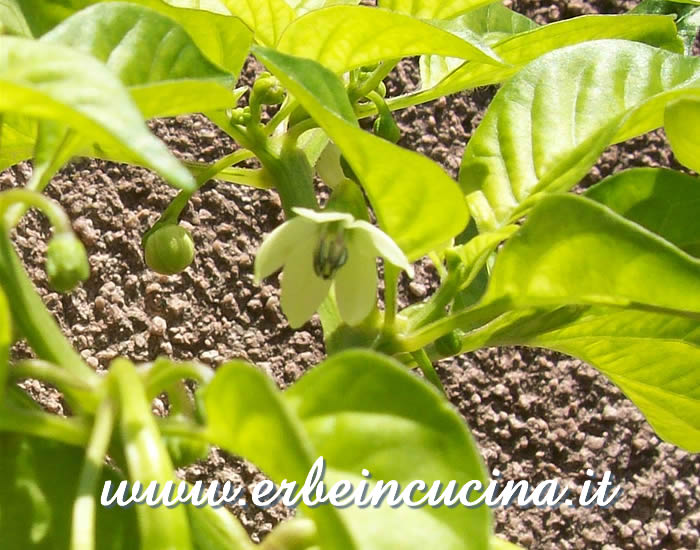 Fiore di peperoncino Habanero Pink / Habanero Pink chili flower