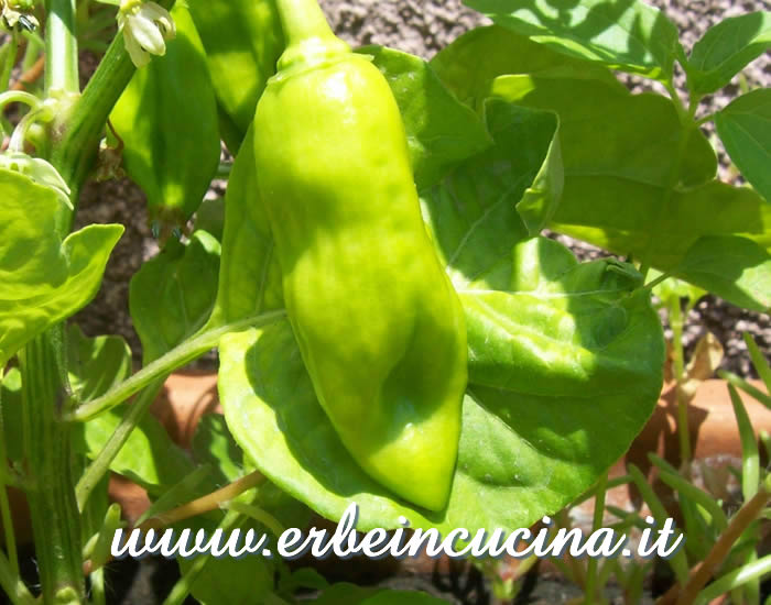 Peperoncino Habanero Pink non ancora maturo / Unripe Habanero Pink chili pod