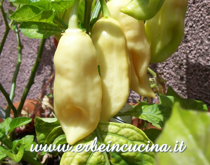 Peperoncini Habanero Pink in maturazione / Ripening Habanero Pink chili pods