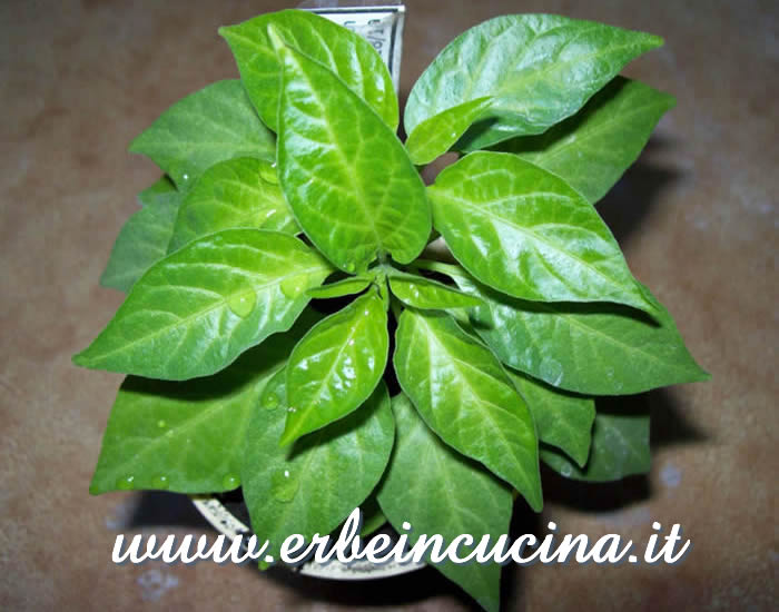 Giovane pianta di Habanero Red / Habanero Red, young plant