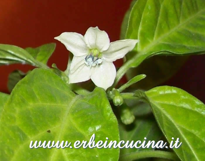 Habanero red fiorito / Habanero red flower