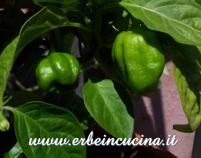 Peperoncini Habanero Red non ancora maturi / Unripe Habanero Red chili pepper pods