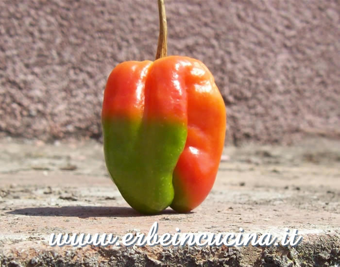 Habanero Red parzialmente maturo / Half-ripe Habanero Red chili pod