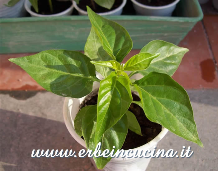 Giovane pianta di Habanero Red Savina / Habanero Red Savina, young plant