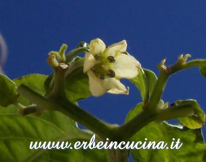 Fiore di Habanero Red Savina / Habanero Red Savina Flower