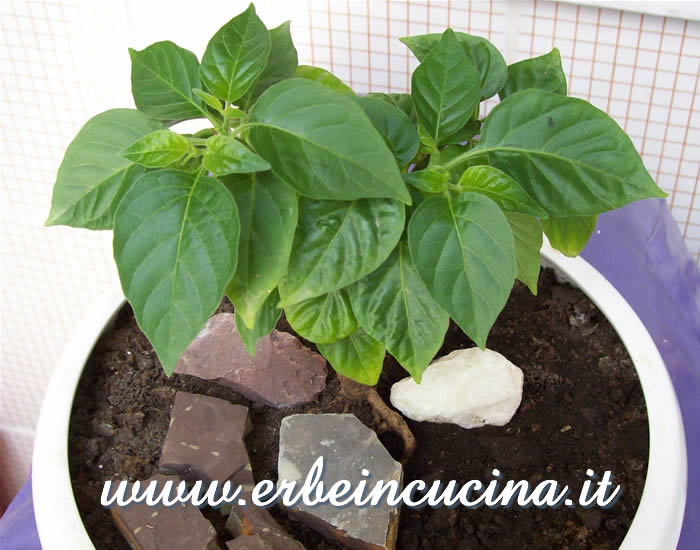 Habanero Red Savina Bonsai / Habanero Red Savina Bonsai