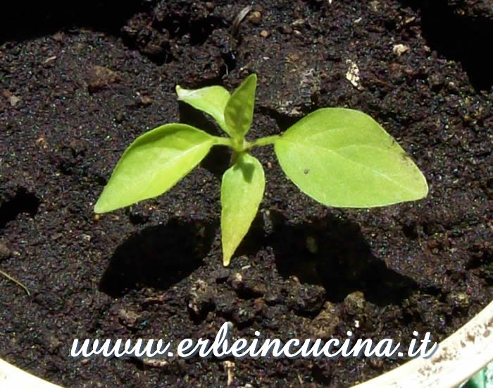Peperoncino Habanero White appena nato / Newborn Habanero White chili pepper plant