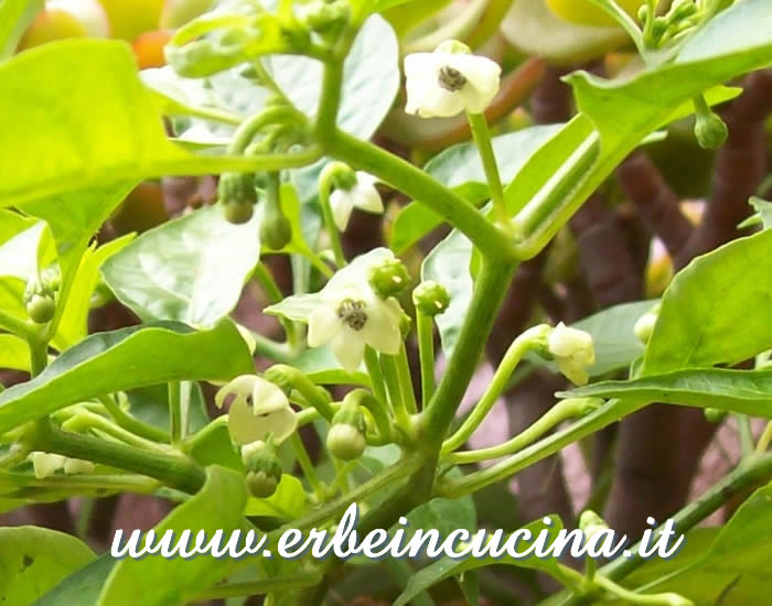 Fiori di peperoncino Habanero White / Habanero White Flowers