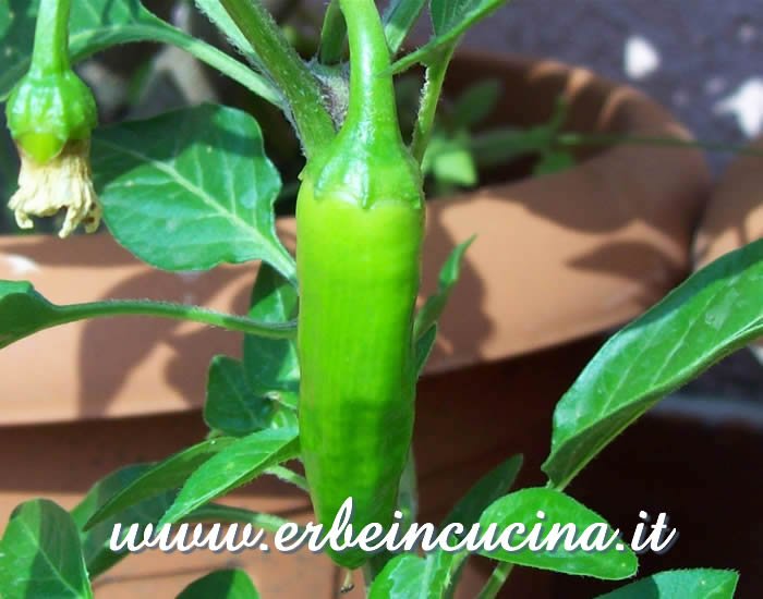 Frutto immaturo di Hot Jim Hybrid / Unripe Hot Jim Hybrid Pepper pod