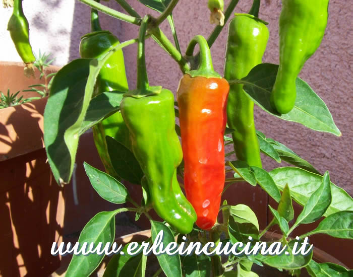 Peperoncini Hot Jim Hybrid a vari stadi di maturazione / Ripe and unripe Hot Jim Hybrid pepper pods