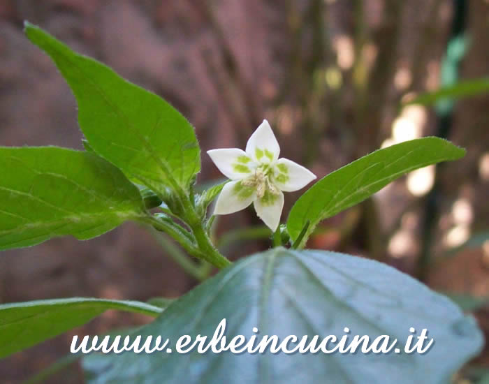 Primo fiore di Hot Lemon / Hot Lemon first flower