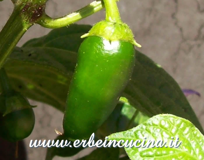 Peperoncino Hyper Pube non ancora maturo / Unripe Hyper Pube chili pepper pod