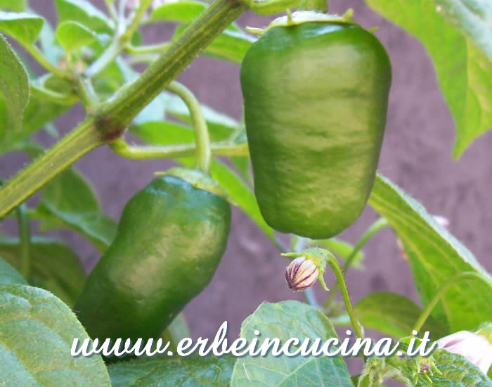 Peperoncini Hyper Pube non ancora maturi / Unripe Hyper Pube chili pepper pods