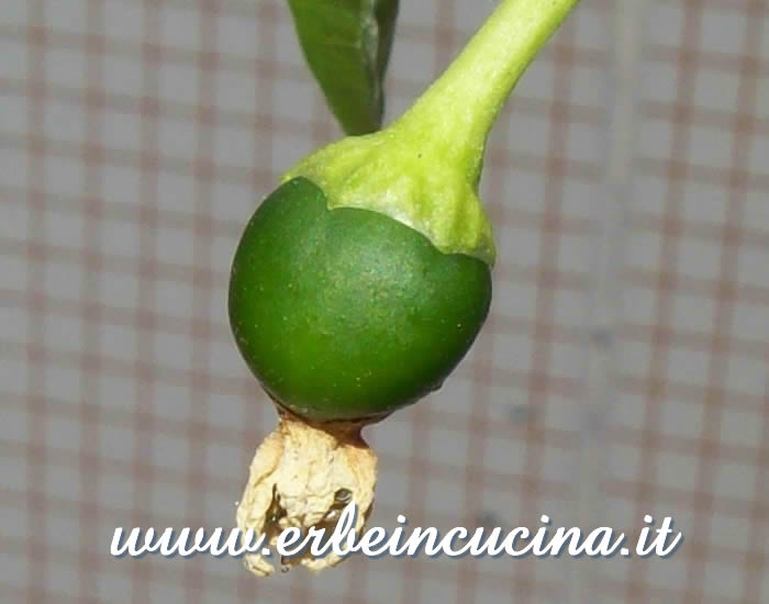 Peperoncino non ancora maturo / Unripe pepper pod