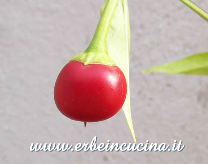 Peperoncino maturo / Ripe pepper pod