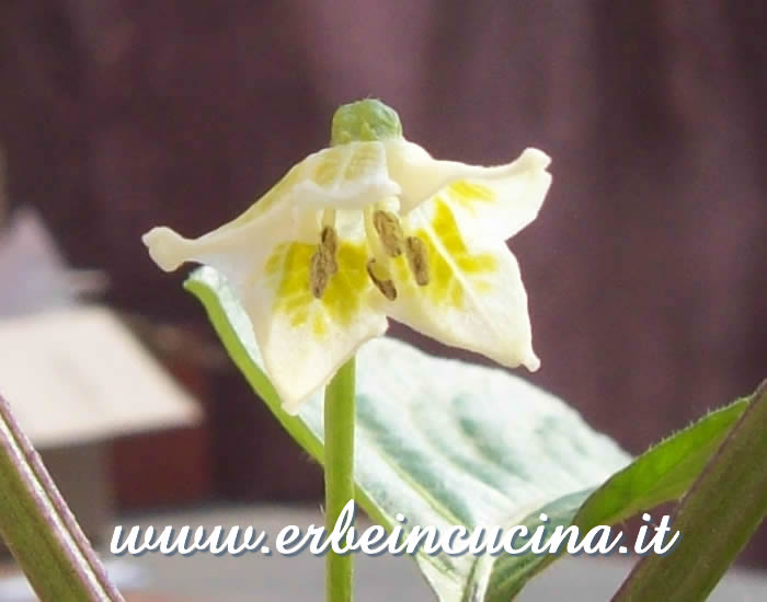 Primo fiore di Inca Red Drop / Inca Red Drop first flower