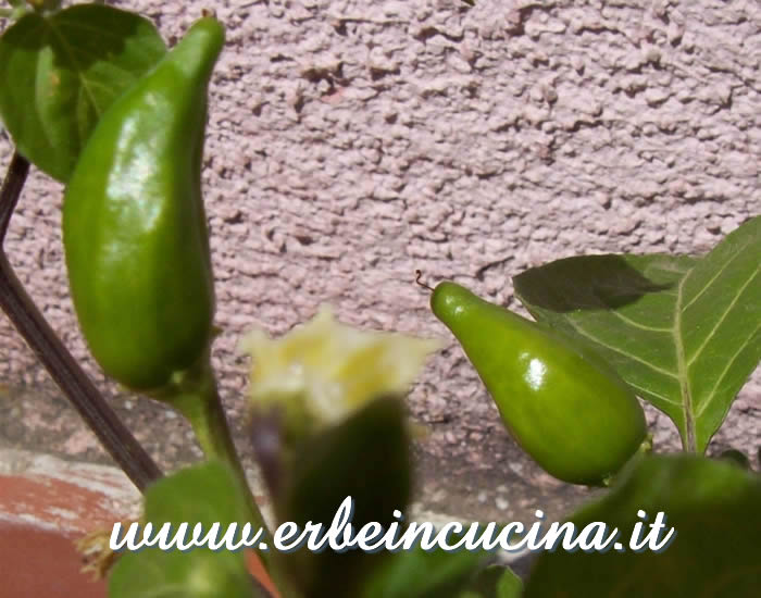 Peperoncini Inca Red Drop non ancora maturi / Unripe Inca Red Drop chili pepper pods
