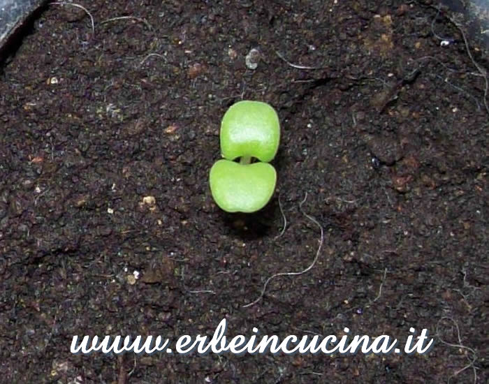 Piantina neonata / Newborn plant