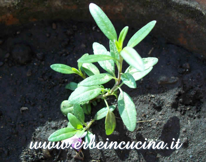 Giovane pianta / Young plant