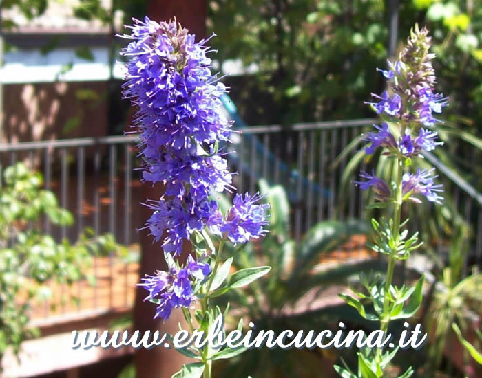 Fiori di issopo / Hyssop flowers