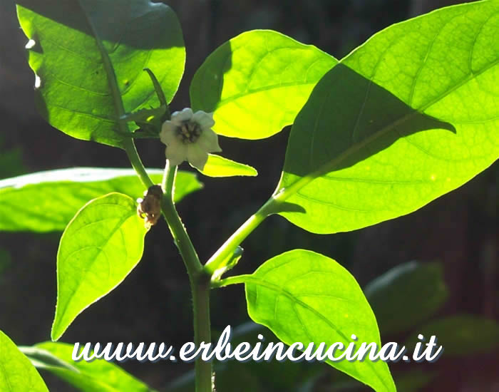 Primo fiore / First flower