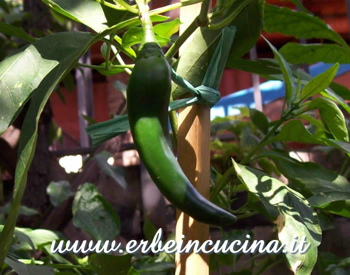 Peperoncino non ancora maturo / Unripe pepper pod