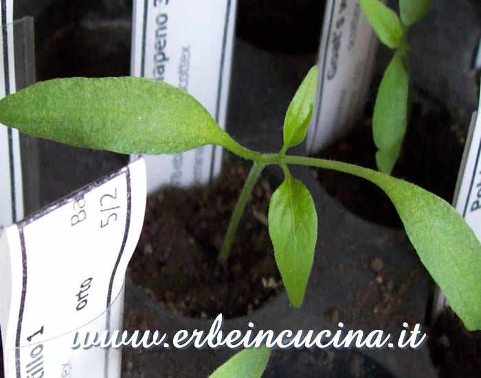 Jalapeno, prime foglie vere / Jalapeno, first true leaves