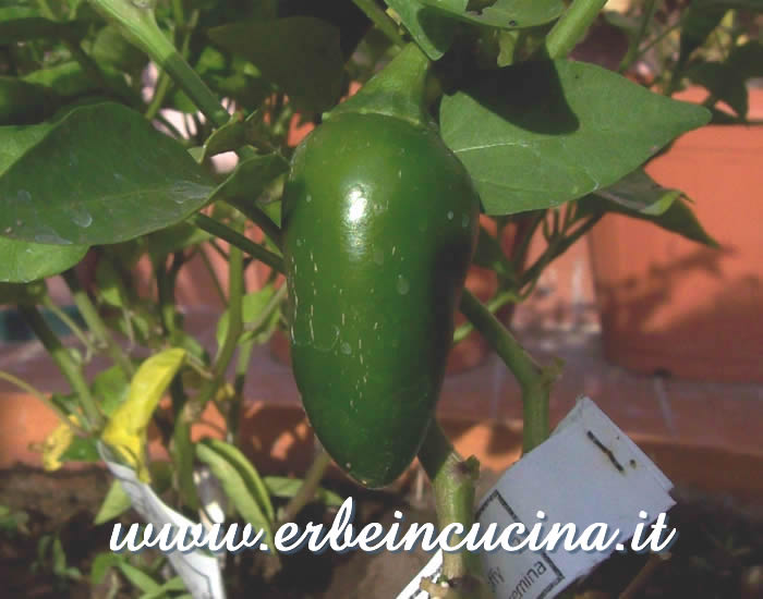 Peperoncino Jalapeno con le classiche venature / "Corked" Jalapeno chili pod