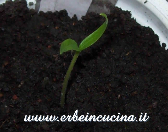 Peperoncino Jalapeno Estriado appena nato / Newborn Jalapeno Estriado chili plant