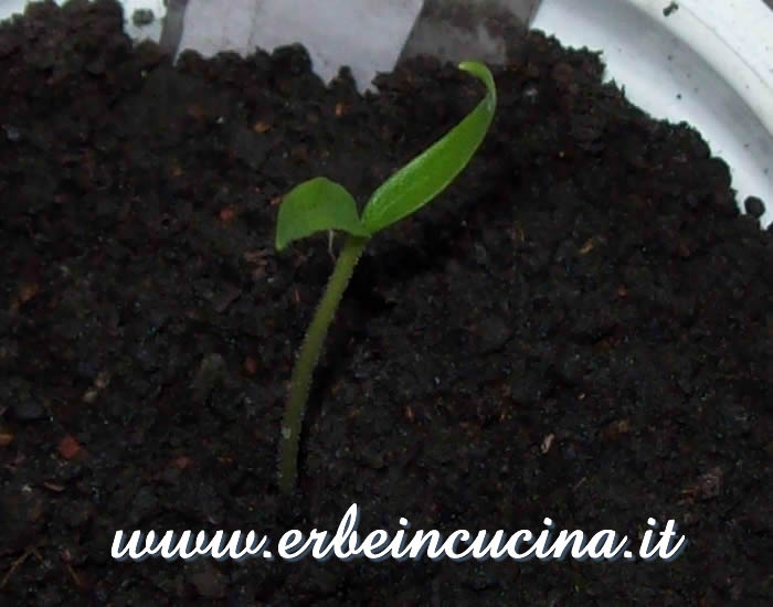 Peperoncino Jalapeno Estriado appena nato / Newborn Jalapeno Estriado chili plant