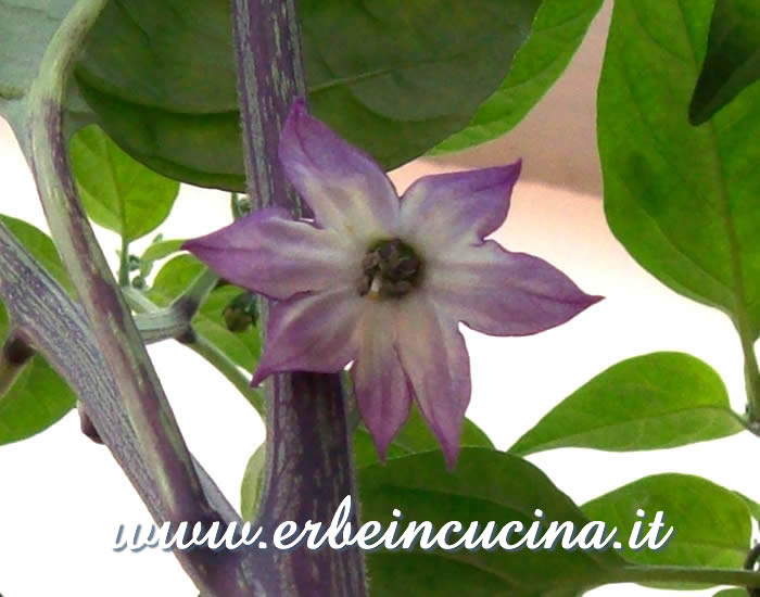 Fiore di peperoncino Jalapeno Estriado / Jalapeno Estriado chili flower