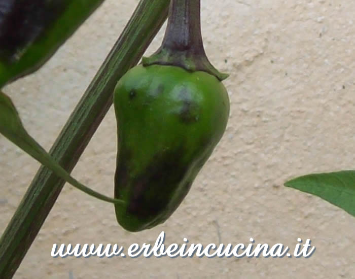 Peperoncino Jalapeno Estriado non ancora maturo / Unripe Jalapeno Estriado chili pod