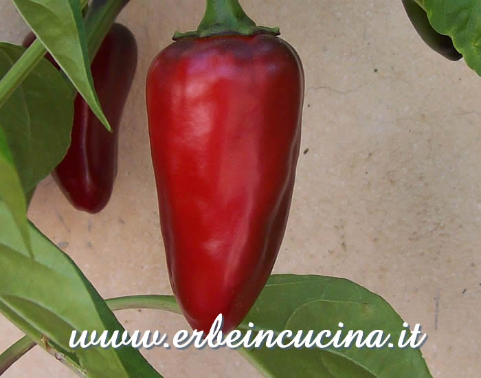 Peperoncino Jalapeno Estriado maturo / Ripe Jalapeno Estriado chili pod