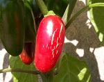 Jalapeno Goliath