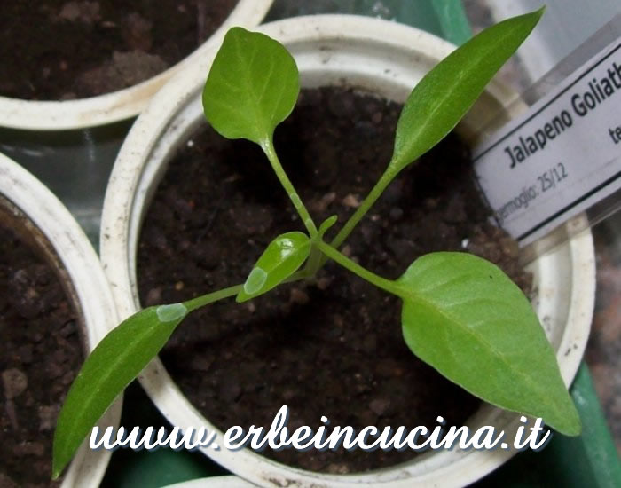 Peperoncino Jalapeno Goliath appena nato / Newborn Jalapeno Goliath chili pepper plant