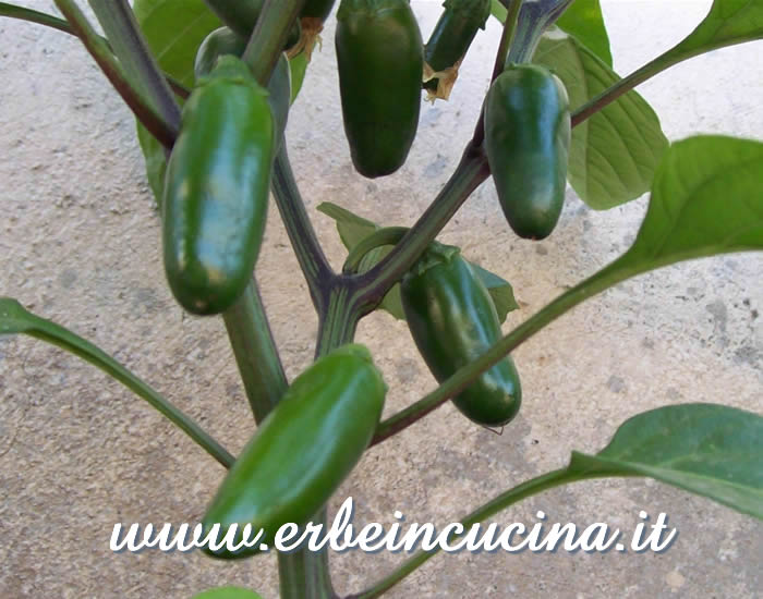 Peperoncini Jalapeno Goliath non ancora maturi / Unripe Jalapeno Goliath chili pepper pods