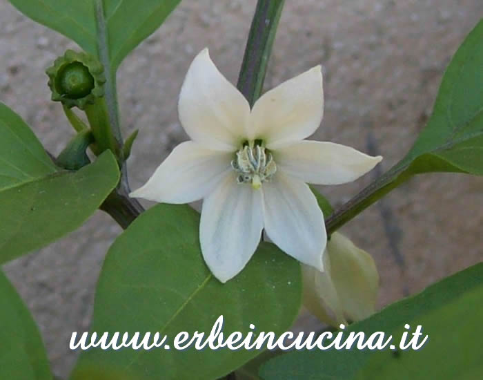 Fiore di peperoncino Jalapeno Goliath / Jalapeno Goliath chili pepper flower