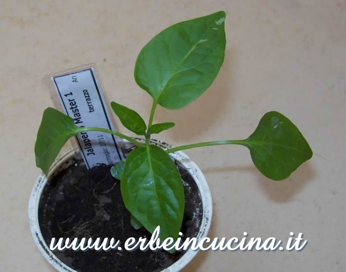 Giovane pianta di peperoncino Jalapeno Master / Jalapeno Master chili pepper young plant