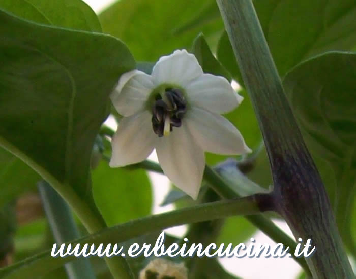 Fiore di Jalapeno Master / Jalapeno Master chili pepper flower