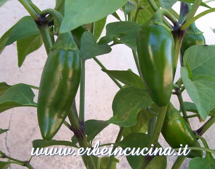 Peperoncini Jalapeno Master non ancora maturi / Unripe Jalapeno Master chili pepper pods