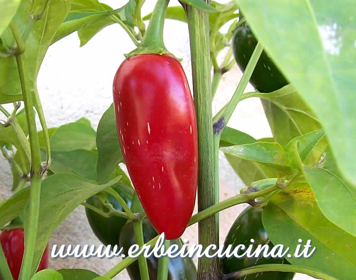 Peperoncino Jalapeno Master maturo / Ripe Jalapeno Master chili pepper pod