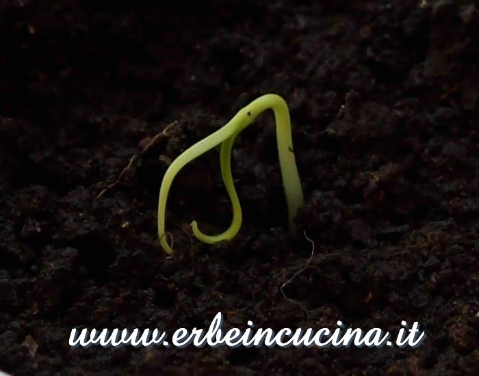 Peperoncino Jalapeno Mitla appena nato / Newborn Jalapeno Mitla chili plant