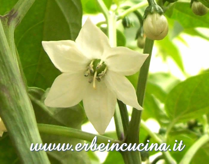 Fiore di peperoncino Jalapeno Mitla / Jalapeno Mitla chili flower