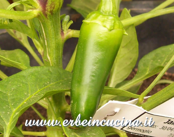 Peperoncino Jalapeno Mitla non ancora maturo / Unripe Jalapeno Mitla chili pod