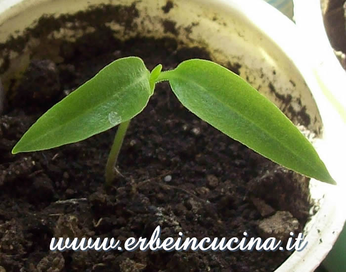 Peperoncino Jalapenona, prime foglie vere / Jalapenona Chili Pepper, first true leaves